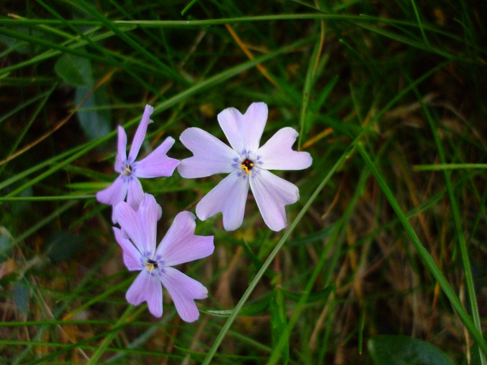 Phlox subulata
